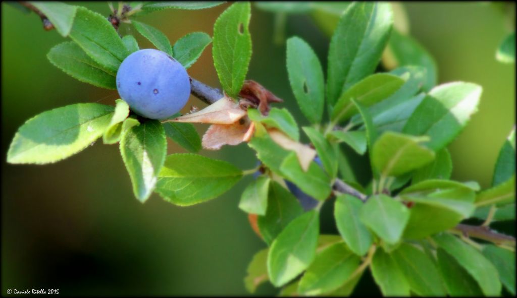 Prunus spinosa